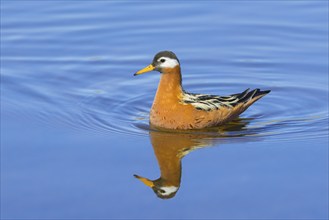 Red phalarope, grey phalarope (Phalaropus fulicarius, Tringa fulicaria) female in breeding plumage