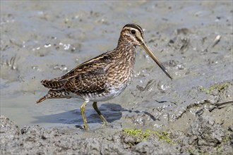 Common snipe (Gallinago gallinago) foraging in shallow water by probing soft mud at mudflat along