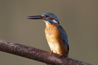 Kingfisher on perch, (Alcedo atthis)