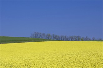 A rape field in bloom, Bavaria, Federal Republic of Germany