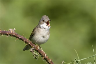 Whitethroat, (Sylvia communis), Austria, Europe