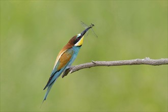 Animals, Birds, European Bee-eater, (Merops apiaster) Bee-eater with prey (dragonfly) .,