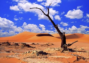 Africa, Namibia, Dead Vlei, Naukluft National Park, Africa