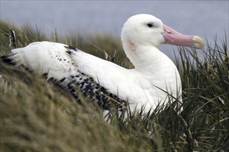 Breeding albatross, Wandering albatross, (Diomedea exulans), Antarctica, Antarctica