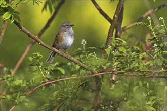 Dunnock, (Prunella modularis), Bad Dürkheim district, Rhineland-Palatinate, Federal Republic of