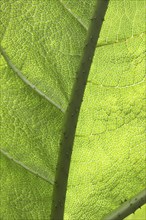 Detailed macro image of a green leaf with clearly visible veins and structure, illuminated by