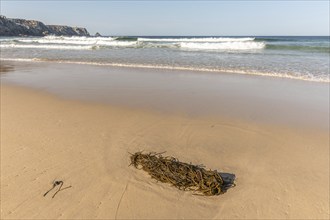 Fine sandy beach on the Atlantic coast. Camaret sur mer, Crozon, Finistere, Brittany, France,