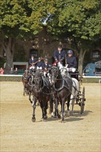 Warendorf State Stud, stallion parade, multi-stallion quadrille