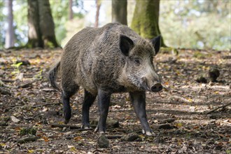 Wild boar (Sus scrofa), boar, Vulkaneifel, Rhineland-Palatinate, Germany, Europe