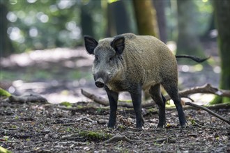 Wild boar (Sus scrofa), boar, Vulkaneifel, Rhineland-Palatinate, Germany, Europe