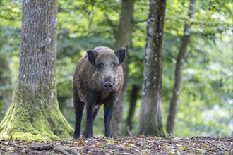 Wild boar (Sus scrofa), boar, Vulkaneifel, Rhineland-Palatinate, Germany, Europe