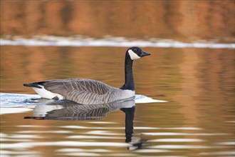 Canada goose (Branta canadensis), with reflection from the bank in the water, subsidence area,