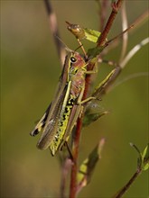 Large marsh grasshopper (Stethophyma grossum) female, resting on plant stalk, in marshland, Hesse,