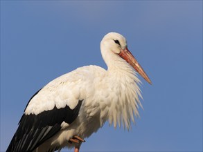 White stork (Ciconia ciconia), portrait of a bird at rest, against a blue sky, Hesse, Germany,