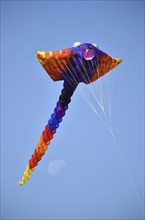 Kite festival, flying kites on Schönberg beach, Schleswig-Holstein, Germany, Europe