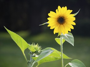 Sunflower (Helianthus annuus), single yellow sunflower blossom with green leaves, in garden, Hesse,