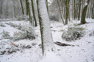 Beech forest in winter, with freshly fallen snow, Bottrop, Ruhr area, North Rhine-Westphalia,