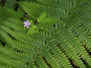 Male fern (Dryopteris filix-mas), single frond with Wood Cranesbill (Geranium sylvaticum) growing