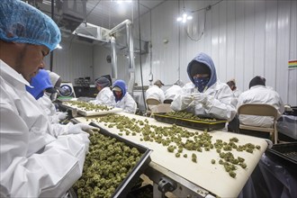 Paw Paw, Michigan, Migrant farmworkers at Grasshopper Farms trim the buds of the newly-harvested