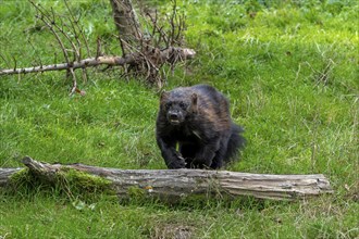 Wolverine, glutton, carcajou (Gulo gulo) running in grassland, native to Scandinavia, western