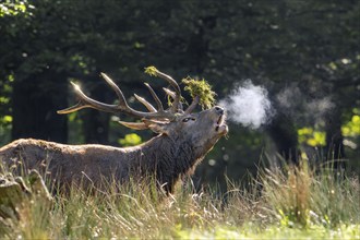 Rutting red deer (Cervus elaphus) stag with big antlers covered in grass roaring with breath