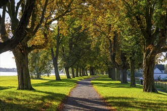 Dense chestnut tree avenue on the Rhine dyke near Neuss, Deichallee, autumn, colourful leaves,