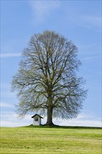 Large lime tree watches over a Helgenstöckli near Wittenbach, Canton St. Gallen, Switzerland,