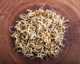 Heap of germinated rye on brown wooden background, close up, top view