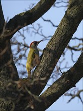 European green woodpecker (Picus viridis) on a branch, Berlin, Germany, Europe