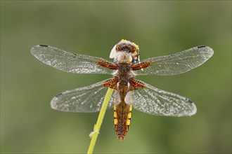 Broad-bodied chaser (Libellula depressa), female, Provence, Southern France