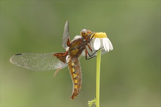 Broad-bodied chaser (Libellula depressa), female, Provence, Southern France