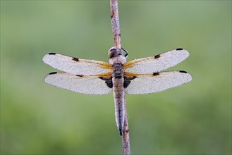 Four-spotted chaser (Libellula quadrimaculata), resting, in a meadow, with dewdrops, morning,