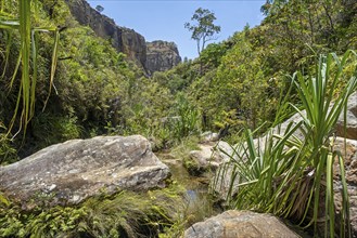 Stream and lush vegetation in canyon at Isalo National Park, Ihorombe Region, Fianarantsoa