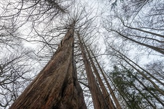 Sequoia trees in the Osterwald forest near Zingst, primeval sequoia trees, Zingst,