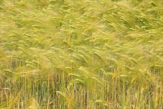 Crop of barley growing in field, Shottisham, Suffolk Sandlings, England, UK