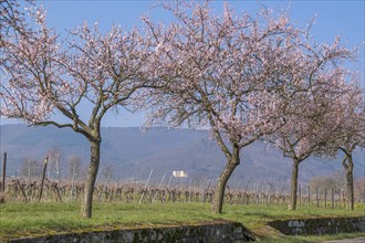 Almond tree blossom on the Villastrasse, in the background Villa Ludwigshöhe Castle, Edenkoben,