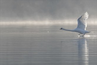 Mute swan (Cygnus olor) on takeoff on the water of a lake, Bas-Rhin, Alsace, Grand Est, France,