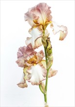 Beautiful multicolored iris flower isolated in white. Close up