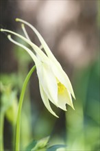 Yellow aquilegia (columbine) flower on a green blurred background. Closeup