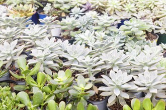 Various types of succulent in flower pots in the greenhouse. Closeup, selective focus