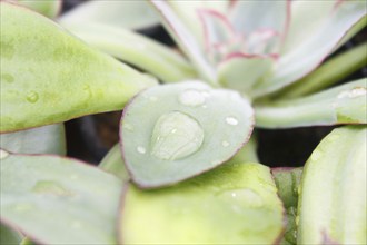 Beautiful succulent plant in greenhouse. Closeup, floral patterns, selective focus