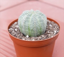 Beautiful succulent plant in greenhouse. Closeup, floral patterns, selective focus