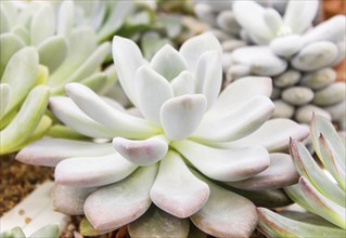 Beautiful succulent plant in greenhouse. Closeup, floral patterns, selective focus