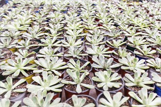 Small succulent plants background. greenhouse, top view, floral texture