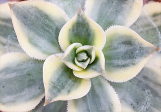 Beautiful succulent plant in greenhouse. Closeup, floral patterns, selective focus