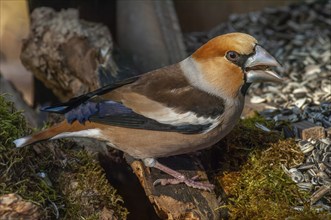 Hawfinch (Coccothraustes coccothraustes) sitting in the forest. Bas Rhin, Alsace, France, Europe