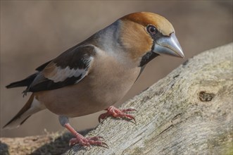 Hawfinch (Coccothrautes coccothrautes) sitting in the forest. Bas Rhin, Alsace, France, Europe