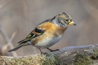 Brambling (Fringilla montifringilla) sitting in the forest. Bas Rhin, Alsace, France, Europe