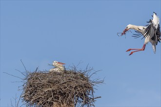 Pair of white stork (ciconia ciconia) building their nest in spring. Bas Rhin, Alsace, France,