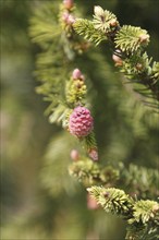 European spruce (Picea abies), inflorescence, spruce cone, North Rhine-Westphalia, Germany, Europe